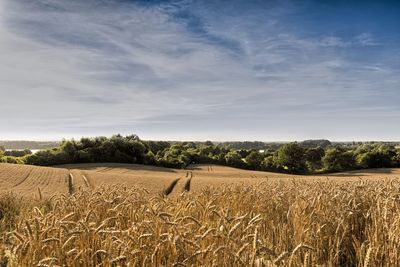 Scenic view of agricultural field against sky