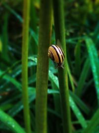 Close-up of snail on grass