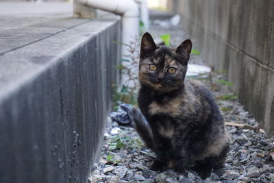 Close-up portrait of cat