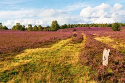 Scenic view of field against sky