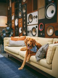 Dog relaxing on sofa at home