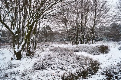 Close-up of bare trees during winter