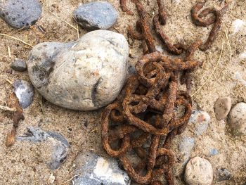 Close-up of rusty on sand