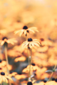 Close-up of wilted plant