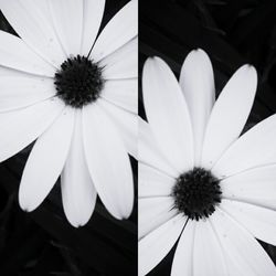 Close-up of daisy flower