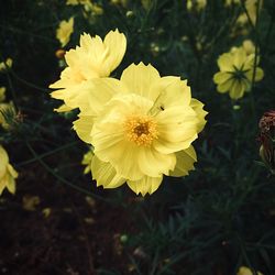 Close-up of bee on yellow flower