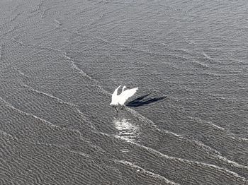 High angle view of birds on sea