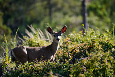 Deer in a field