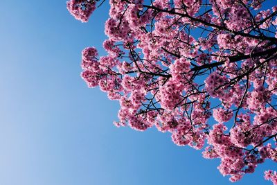 Low angle view of pink cherry blossoms in spring