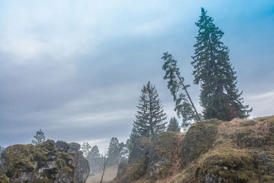 Low angle view of trees against sky