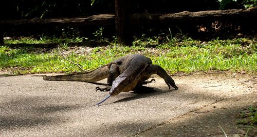 View of an animal in pond