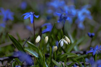 Close-up of purple flowering plant in field