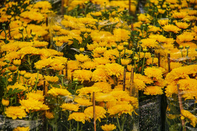 Close-up of yellow flowering plants on field