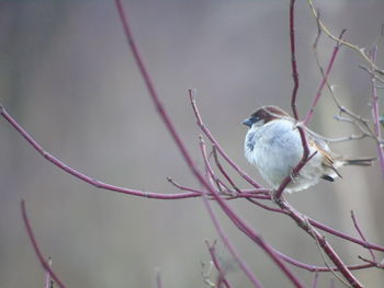 Bird perching on branch