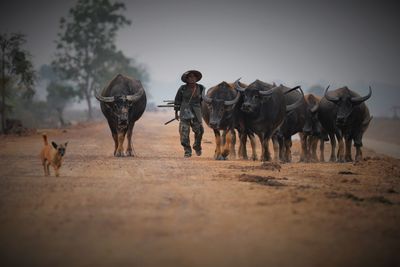 Man walking with herd of buffaloes on field