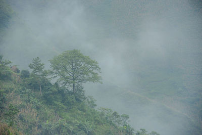 Scenic view of trees in forest