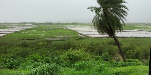 Scenic view of agricultural field against sky