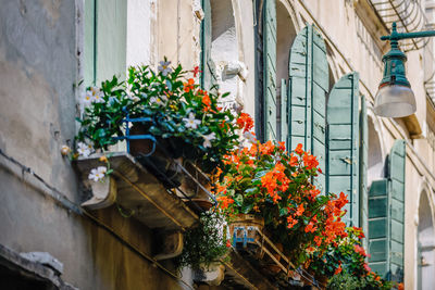 Blooming flowers against building in city