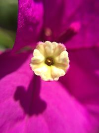 Close-up of pink flower