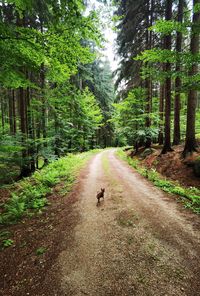 View of dog on road amidst trees in forest