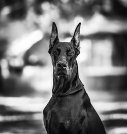 Close-up portrait of a dog