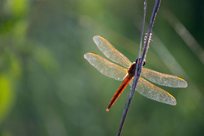 Close-up of dragonfly on leaf