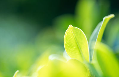 Close-up of green leaves