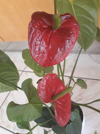 Close-up of red berries on plant