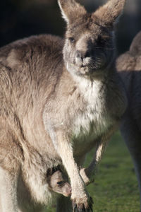 Close-up portrait of forester grey kangaroo and joey