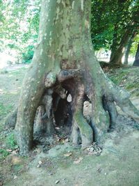 Trees in forest