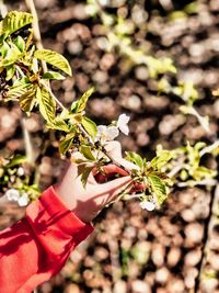 Close-up of hand holding plant