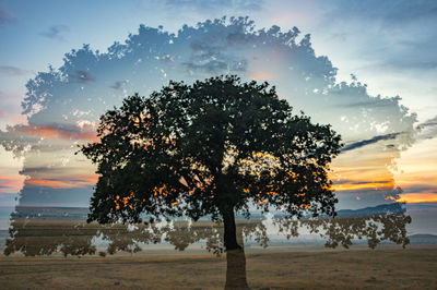 Silhouette trees on field against sky at sunset