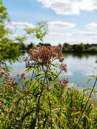 Close-up of butterfly on plant by lake against sky