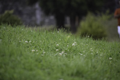 Close-up of wet grass on field