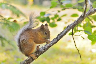 Close-up of squirrel eating nut