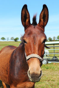 Portrait of horse in ranch