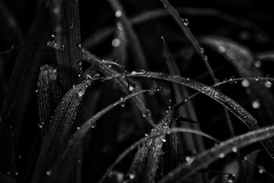 Close-up of wet plant