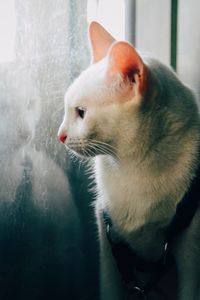Close-up of white cat