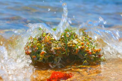 Close-up of splashing water in sea