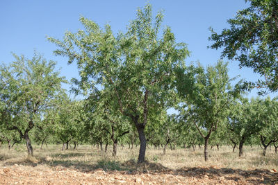 Trees in forest against clear sky