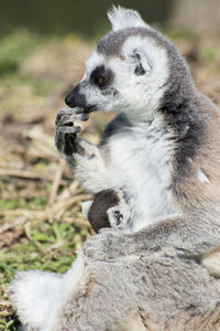 Close-up of lenure sitting on land