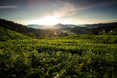 Scenic view of field against sky at sunset