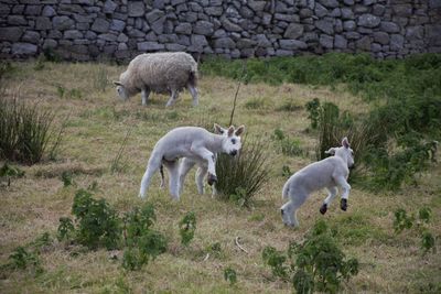 Sheep in a field