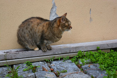 Cat sitting outdoors