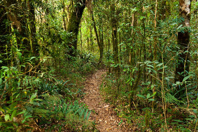 View of bamboo trees in forest