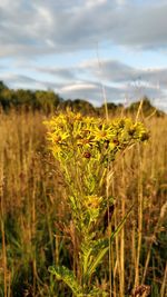 Close-up of plant growing on field against sky