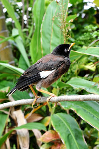 Close-up of bird perching on a branch