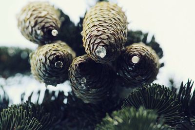 Close-up of pine cones