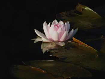 Close-up of lotus water lily in pond