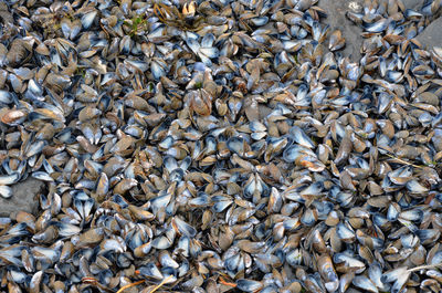 High angle view of shells on the beach